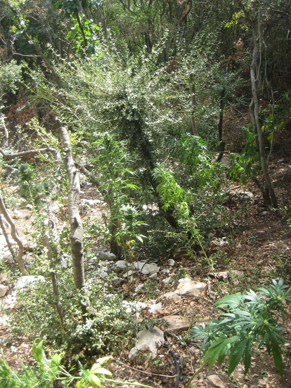 Φυτεία δενδρυλλίων κάνναβης εντοπίστηκε σε δασική περιοχή στην Άνω Ράχη Πρέβεζας