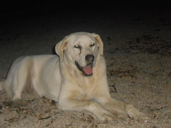 Δύο νεκροί σκύλοι από φόλα στο Μονολίθι - Καταγγελία από την «Παρέμβαση για τα ζώα»