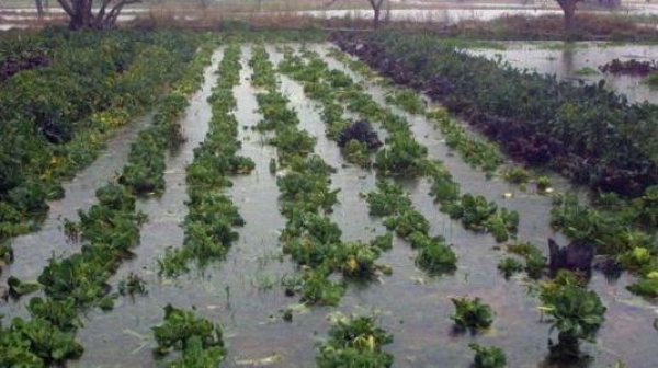 Αποζημιώσεις από τον ΕΛΓΑ στους αγρότες του Νομού Πρέβεζας