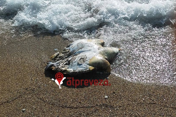 Μια ακόμη νεκρή θαλάσσια χελώνα στο Μονολίθι Πρέβεζας