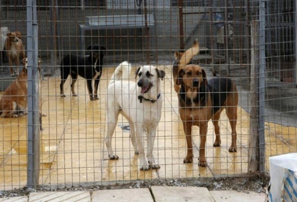 Κλιμακώνουν τις αντιδράσεις τους για το καταφύγιο αδέσποτων ζώων οι κάτοικοι του Νεοχωρίου