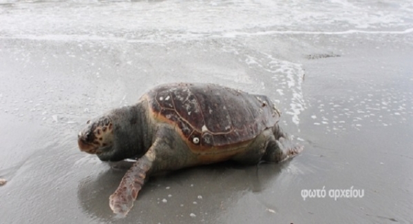 Πανελλαδικό ενδιαφέρον για τις τραυματισμένες χελώνες στον Αμβρακικό και το Ιόνιο