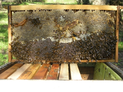 Πρόγραμμα εκπαίδευσης μελισσοκομίας στην Πρέβεζα από τον ΕΛΓΟ ΔΗΜΗΤΡΑ και την Ε.Ν.Α. ΠΡΕΒΕΖΑΣ.