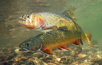 Απαγορεύεται το ψάρεμα πέστροφας σε όλες τις λίμνες, τα ποτάμια, τους παραπόταμους και τα λοιπά εσωτερικά ύδατα της Περιφέρειας Ηπείρου
