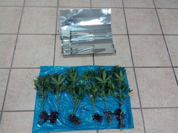 Συνελήφθη 30χρονος στην Πρέβεζα, ο οποίος καλλιεργούσε δενδρύλλια κάνναβης στην ντουλάπα!