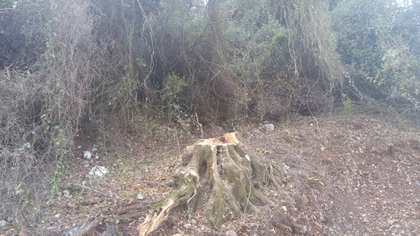 Στο προσκήνιο και πάλι η κοπή δέντρων εν’ όψει χειμώνα – Κρούσμα στο Βουβοπόταμο και σε άλλες περιοχές