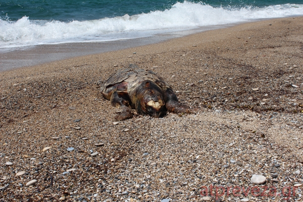 Τρεις νεκρές θαλάσσιες χελώνες στην Πρέβεζα