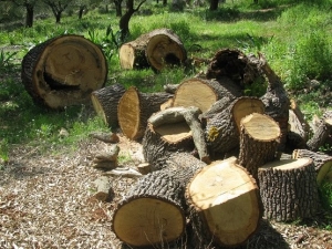 Εκνευρισμός πολιτών για τα κομμένα δέντρα σε περιοχές της Πρέβεζας