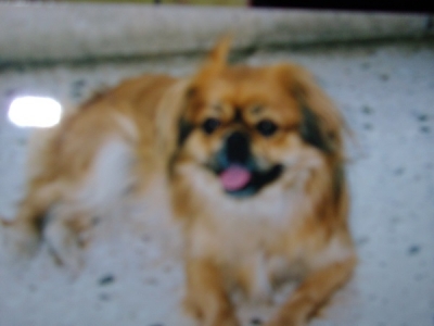 Χάθηκε σκυλάκι στην οδό Ζαλόγγου στην Πρέβεζα – Επικοινωνήστε με την ιδιοκτήτριά του...