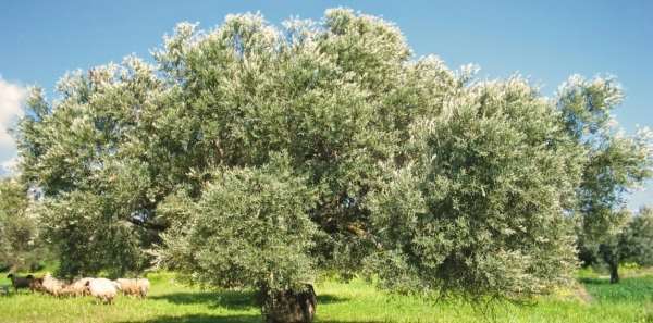Εγκρίθηκε το εποχιακό προσωπικό της Δακοκτονίας-Δύο γεωπόνοι και οκτώ εργάτες θα προσληφθούν στην Πρέβεζα