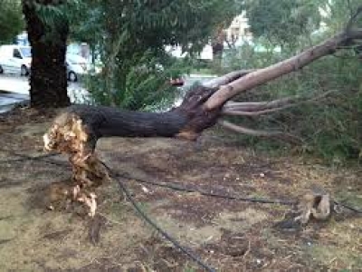Στιγμιαία διακοπή ρεύματος στην Πρέβεζα, λόγω πτώσης δέντρου σε καλώδιο της ΔΕΗ