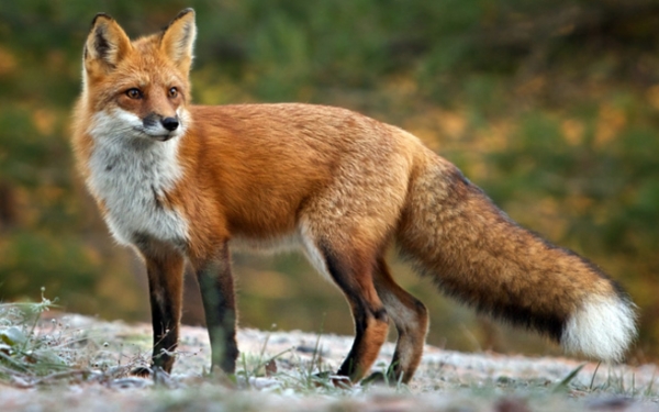 Ρίψεις εμβολίων-δολωμάτων κατά της λύσσας των κόκκινων αλεπούδων και σε περιοχές της Πρέβεζας