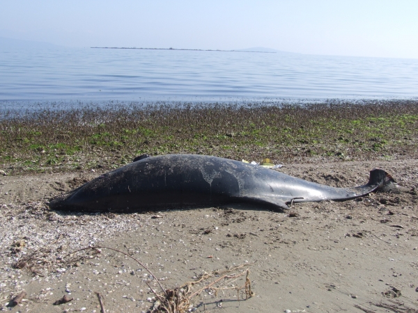 Και άλλο νεκρό δελφίνι στις ακτές της Πρέβεζας