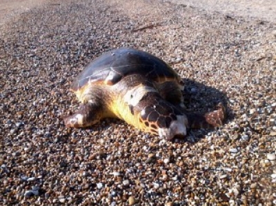 Μια ακόμη νεκρή θαλάσσια χελώνα στο Μονολίθι