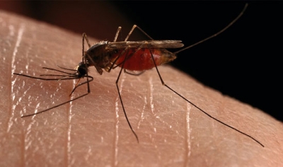 Στις 20 Αυγούστου 1897 ανακαλύπτεται η αιτία της ελονοσίας