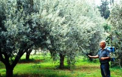 Ξεκίνησαν οι δεύτεροι δολωματικοί ψεκασμοί των ελαιοδένδρων για τη δακοκτονία