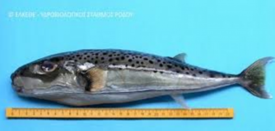 Αλιεύθηκε "λαγοκέφαλος" στη θαλάσσια περιοχή του Παντοκράτορα Πρέβεζας-Συνιστάται ιδιαίτερη προσοχή