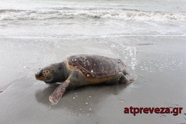 Νεκρή χελώνα caretta caretta εντοπίστηκε στο Μονολίθι