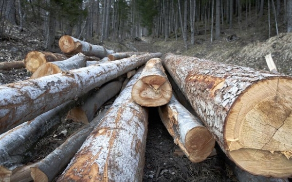 Διεύθυνση Δασών Πρέβεζας: Ο κανονισμός ξυλείας