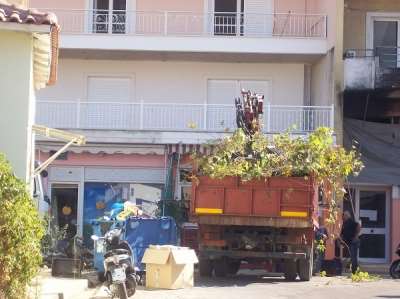 Τι συμβαίνει με την κοπή των δέντρων στην Πρέβεζα;