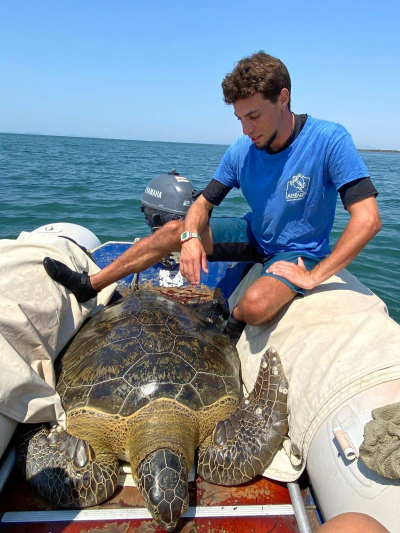 Μια ενήλικη πράσινη θαλάσσια χελώνα κατάφερε να &quot;πιάσει&quot; για πρώτη φορά ο Αρχέλων στον Αμβρακικό Κόλπο