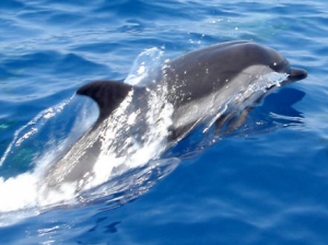 Νεκρό δελφίνι στην Καστροσυκιά 