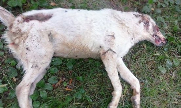 Άγνωστος πυροβόλησε και σκότωσε δύο σκυλάκια στο Σκαφιδάκι (photo) – Σκληρές εικόνες…
