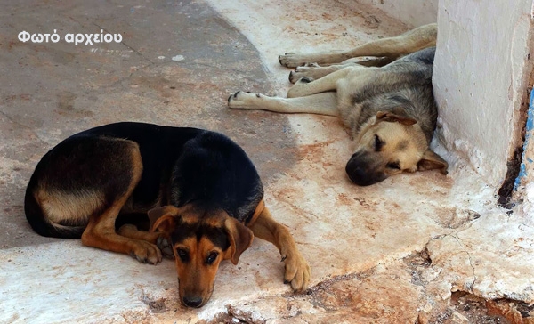 Ένα ακόμη περιστατικό δηλητηρίασης σκύλου στην Πρέβεζα
