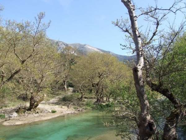 Η "ασθένεια" των πλατάνων απειλεί την Π.Ε. Πρέβεζας-Επιβεβαιώθηκαν 4 νέα κρούσματα