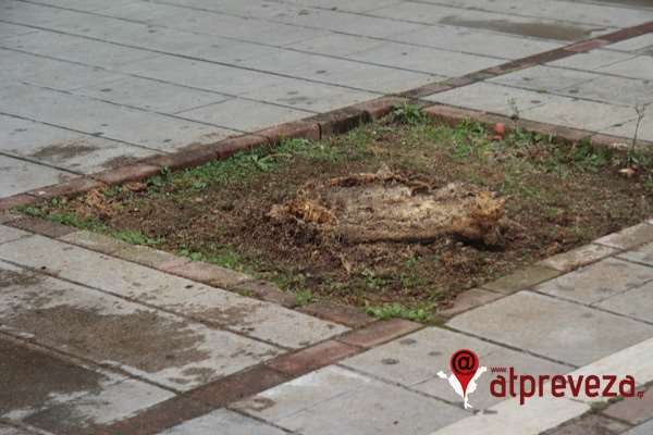 Απομακρύνθηκαν δύο ακόμη φοίνικες από την παραλία της Πρέβεζας
