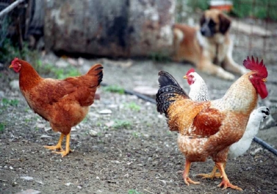 Ραγδαία αύξηση κρουσμάτων γρίπης των πτηνών σε χώρες της βόρειας και κεντρικής Ευρώπης-Οδηγίες από τη Διεύθυνση Κτηνιατρικής για την εφαρμογή μέτρων βιοασφάλειας