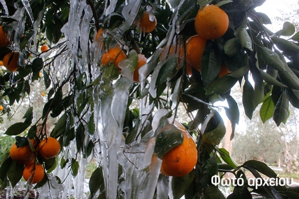 “Ανακρούει πρύμναν” η Κυβέρνηση στο θέμα της απένταξης από τη συνδεδεμένη ενίσχυση για τα πορτοκάλια προς χυμοποίηση στο Ν. Πρέβεζας