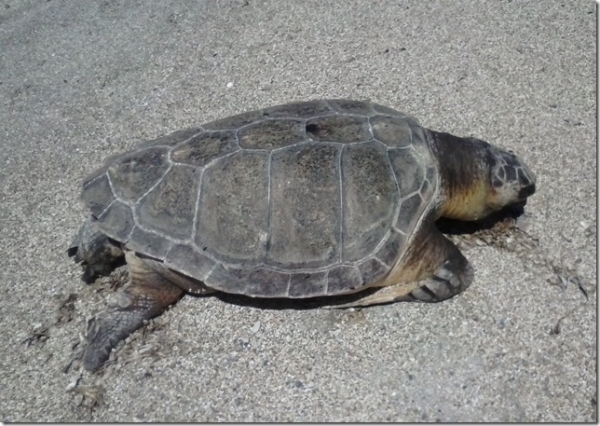 Θαλάσσια χελώνα «ξεβράστηκε» στην παραλία του Μονολιθίου Πρέβεζας (photo)