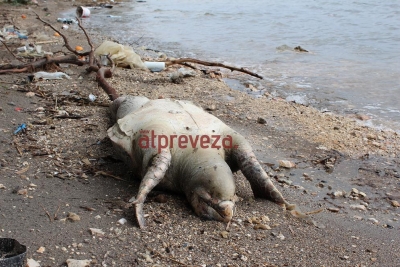 Νεκρή χελώνα Καρέττα-Kαρέττα στο Ψαθάκι της Πρέβεζας
