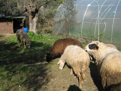 Σοβαρό ζήτημα η διαχείριση των ανεπιτήρητων παραγωγικών ζώων
