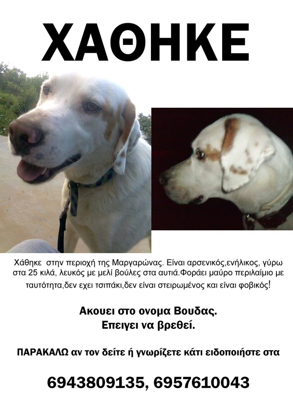 Χάθηκε σκύλος στην περιοχή της Μαργαρώνας