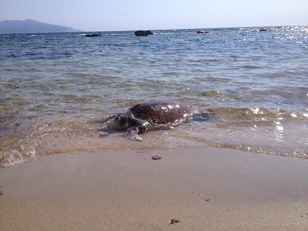 Ανησυχητικό φαινόμενο – Τέταρτη θαλάσσια χελώνα νεκρή, μέσα σε πέντε μέρες (photo)
