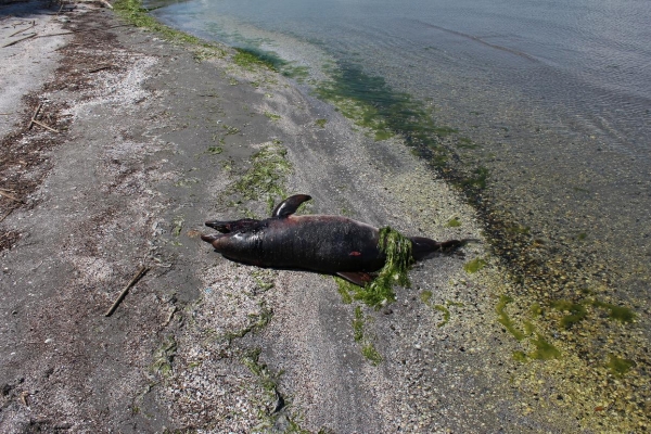 Ένα ακόμη νεκρό δελφίνι στις ακτές της Πρέβεζας