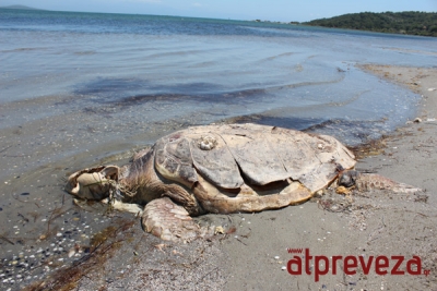 Μια ακόμη νεκρή χελώνα Καρέτα-Καρέτα στην Πρέβεζα