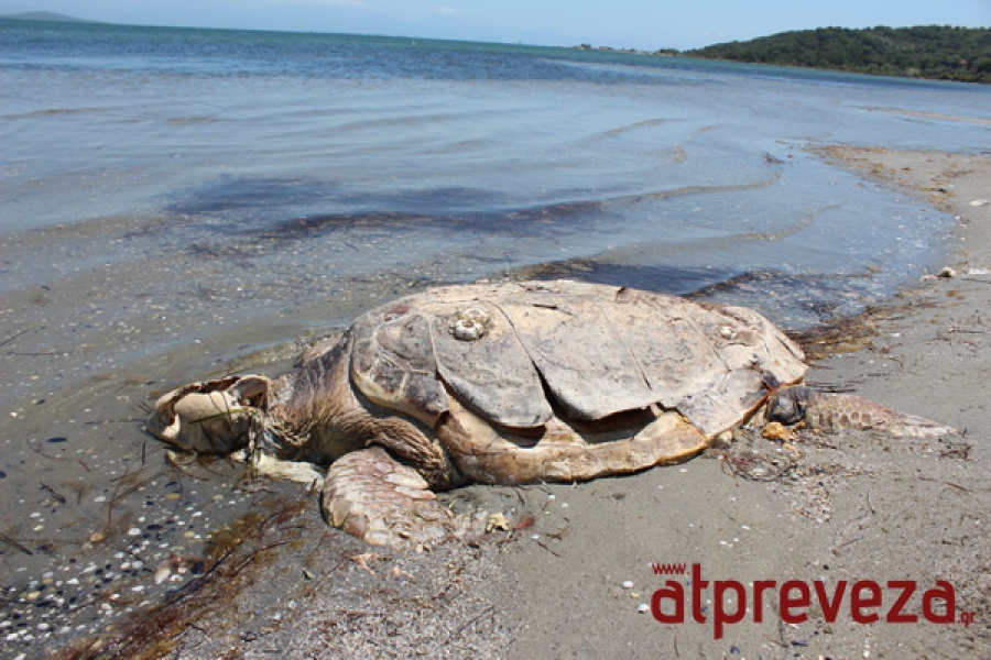 Μια ακόμη νεκρή χελώνα Καρέτα-Καρέτα στην Πρέβεζα