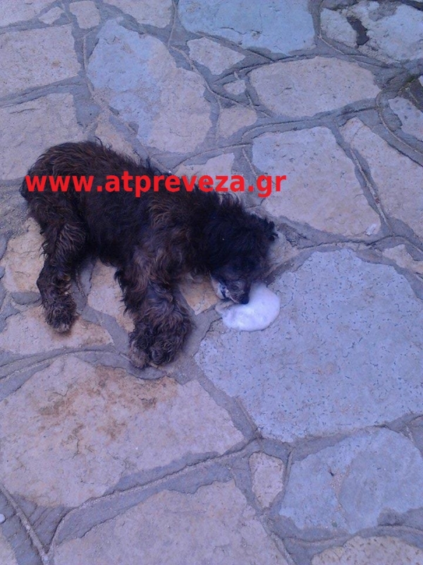 Ένα ακόμη περιστατικό δηλητηρίασης σκύλου στην Πρέβεζα (photo)