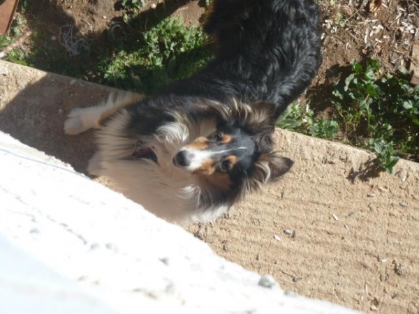 Χάθηκε σκύλος στην Πρέβεζα – Αναζητείται από τους ιδιοκτήτες τους (photo)
