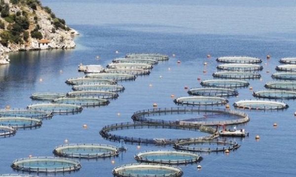 Στο «σκοτάδι» οι εξελίξεις στη Δημοτικοσυνεταιριστική Αλιευτική Επιχείρηση – Στη δικαιοσύνη προσέφυγαν οι εργαζόμενοι