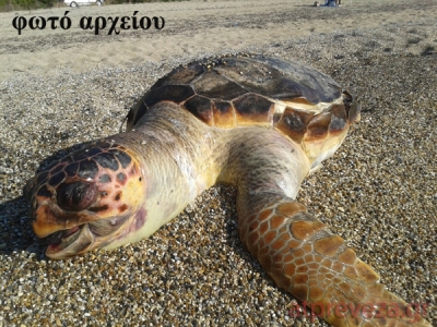 Νεκρή θαλάσσια χελώνα μπροστά στο Δημαρχείο Πρέβεζας 