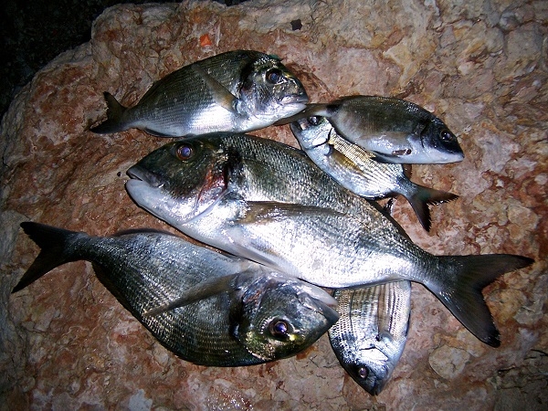 Νέο κρούσμα παράνομης αλιείας στον Αμβρακικό