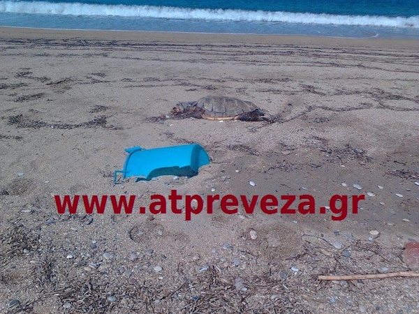 Εντοπίστηκε νεκρή χελώνα καρέτα-καρέτα στο Μονολίθι Πρέβεζας (photo)