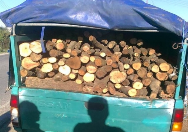 Είχε κλέψει από χωράφι στη Σμυρτούλα 400 κιλά ξυλείας!