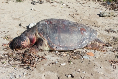 Δύο ακόμη νεκρές θαλάσσιες χελώνες σε Παντοκράτορα και Άκτιο