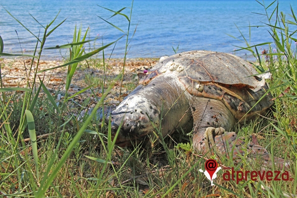 Νεκρή χελώνα caretta caretta εντοπίστηκε στο Ψαθάκι