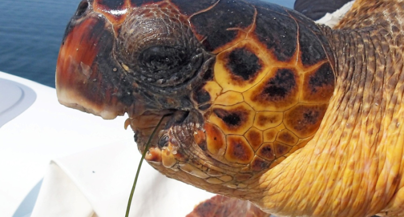 Απίστευτη ιστορία επιβίωσης: Mια caretta caretta επιβιώνει στον Αμβρακικό χωρίς κάτω γνάθο για τουλάχιστον 6 χρόνια
